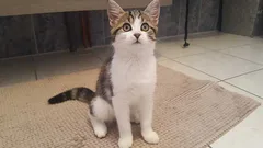 Chat trouvé Chat Tigre
