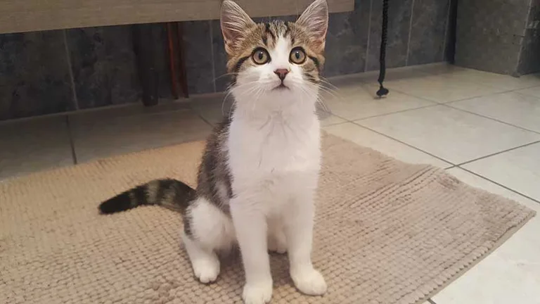 Chat trouvé