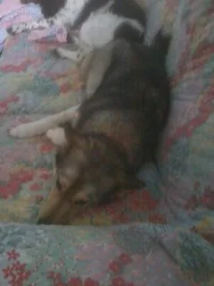 Chien perdu Husky Sibérien