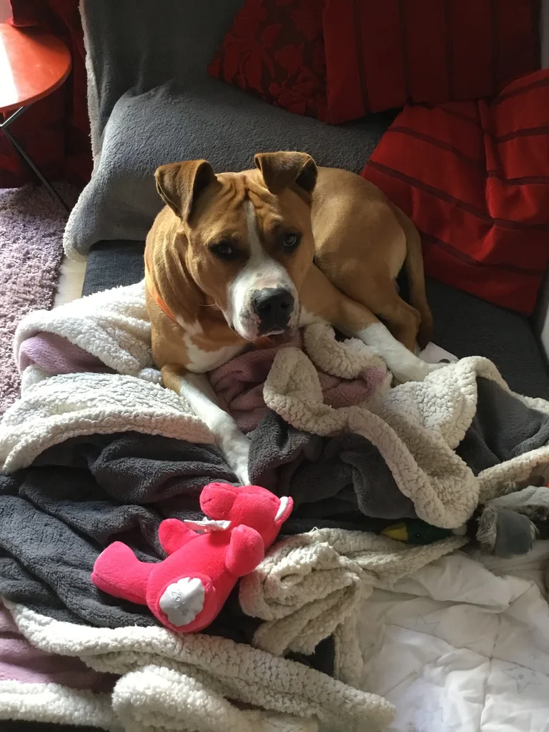 Chien trouvé
