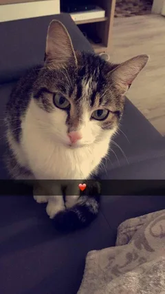 Chat perdu Européen