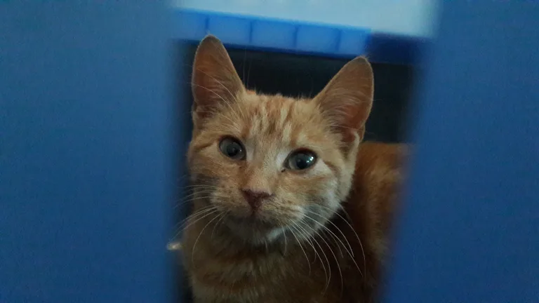 Chat trouvé