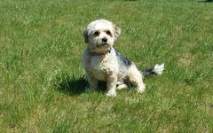 Chien perdu Yorkshire Terrier