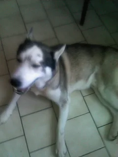 Chien perdu Husky Sibérien