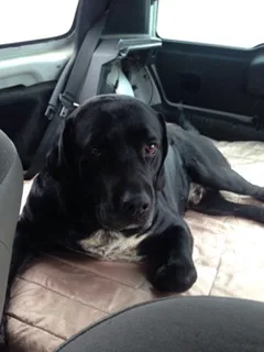 Chien trouvé Labrador-Retriever