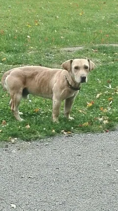 Chien trouvé Beagle