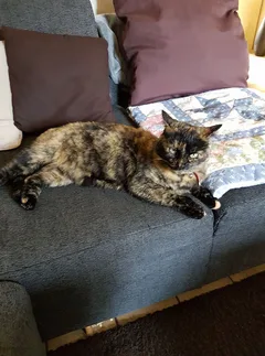Chat perdu Européen