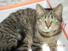 Chat perdu Chat Tigre