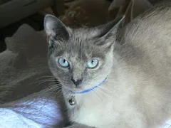 Chat perdu Croisé
