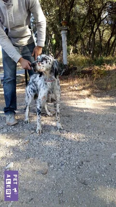 Chien trouvé Setter Anglais