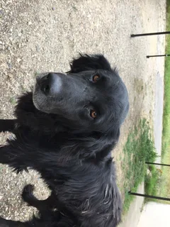 Chien perdu Labrador-Retriever
