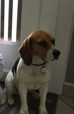 Chien perdu Beagle