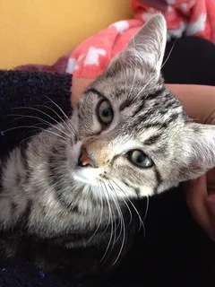 Chat perdu Européen
