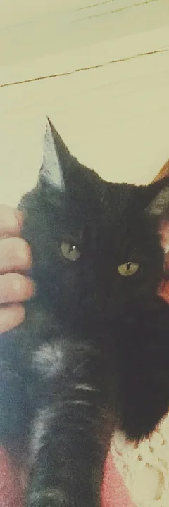 Chat perdu Européen