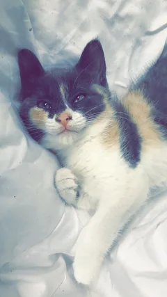 Chat perdu Européen