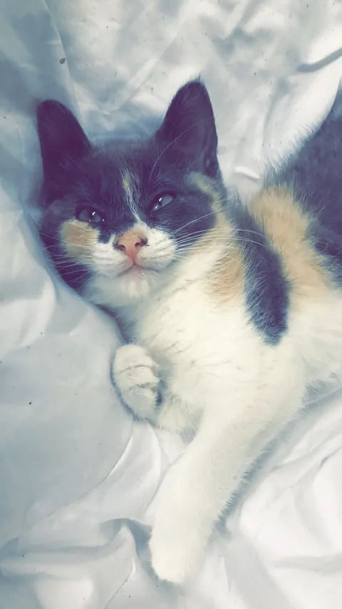 Nawa