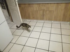 Chat perdu Européen