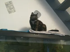 Chat perdu Sans race particulière