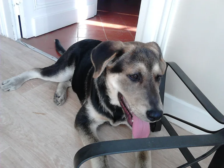 Chien trouvé