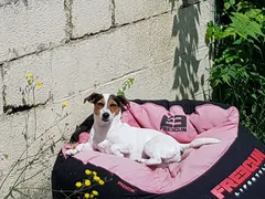 Chien perdu Jack-Russell-Terrier