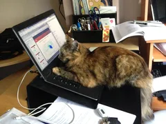 Chat perdu Européen
