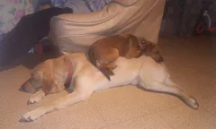 Chien perdu Teckel