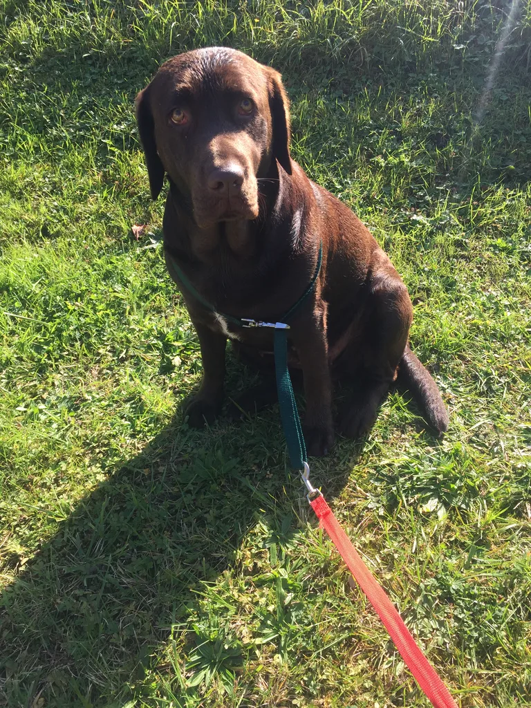 Chien trouvé