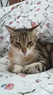 Chat perdu Européen