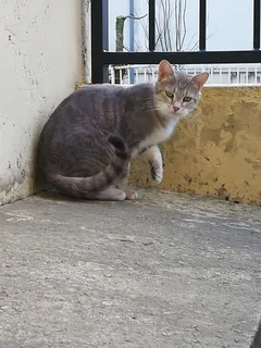 Chat trouvé Sans race particulière