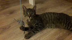 Chat perdu Européen