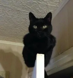 Chat perdu Européen