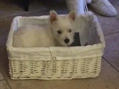 Chien perdu West Highland White Terrier