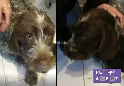 Chien trouvé