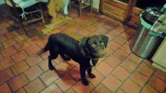 Chien trouvé Chien Courant