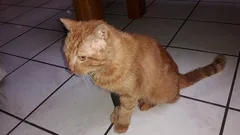 Chat perdu Européen