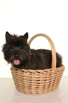 Chien perdu Cairn Terrier