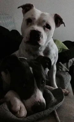 Chien perdu Staffordshire Bull Terrier