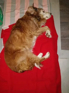 Chien trouvé Epagneul Breton