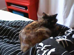 Chat perdu Européen