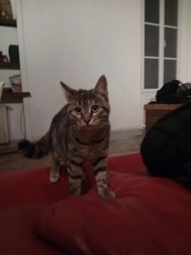 Chat trouvé