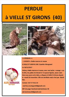 Chat perdu Européen