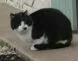 Chat trouvé Sans race particulière
