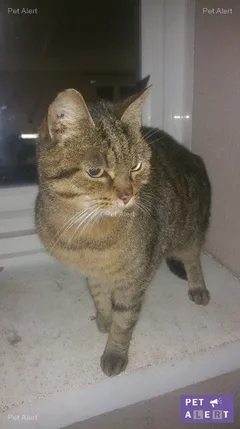 Chat trouvé Européen