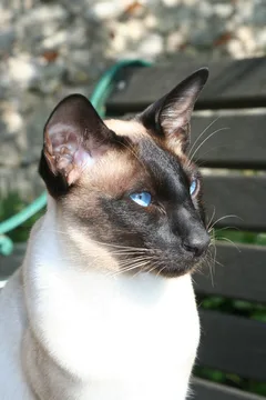 Chat perdu Siamois