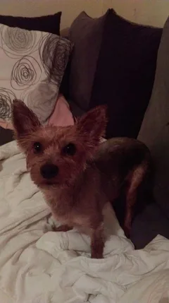 Chien perdu Yorkshire Terrier