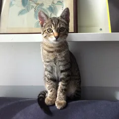 Chat perdu Européen
