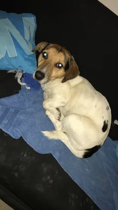 Chien trouvé Jack-Russell-Terrier