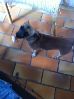 Chien perdu Chihuahua