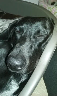 Chien perdu Braque de Weimar