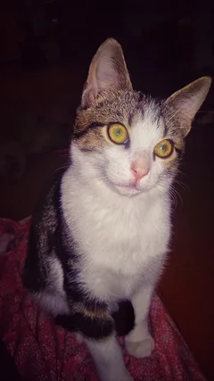 Chat perdu Chat Tigre